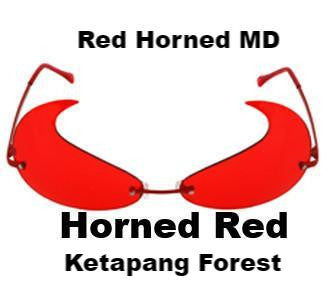 Red Horned MD from Ketapang Forest